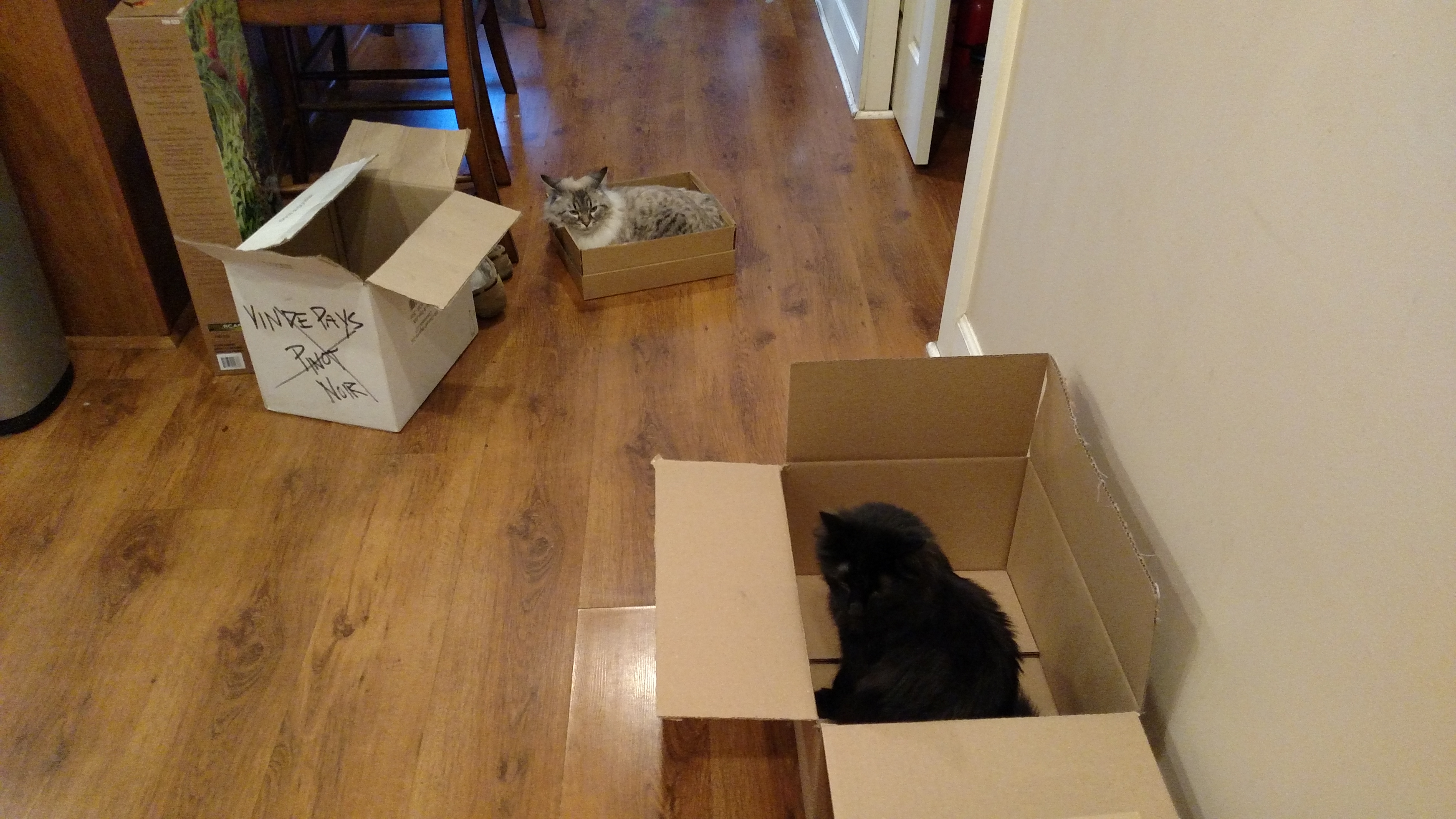 cats boxes – The Cast